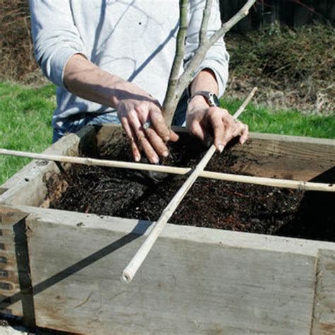 Root Pruning - Essence of the tree