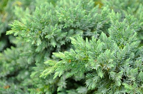 Evergreen Juniper Shrub | Stock image | Colourbox