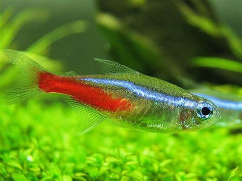 Quiet Corner:Neon Tetra -Fish Guide - Quiet Corner