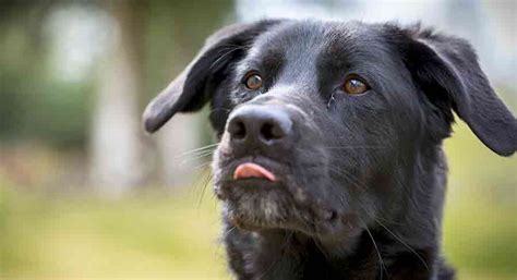 Black Lab German Shepherd Mix - Is This The Perfect Loyal Crossbreed?