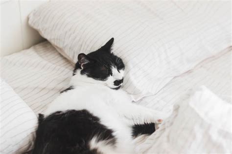 ¿Por qué mi gato se orina en la cama? - Animalnatura