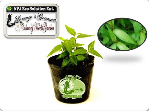 VIETNAMESE MINT - Lorenzo's Gourmet Culinary Herb Garden