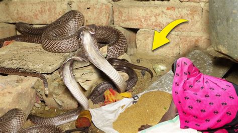 Hundreds of Snakes Launch Coordinated Attack on Egg Thieves to Protect ...