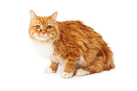 Lymphoma In Cats: Symptoms, Diagnosis & Treatment - All About Cats