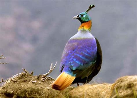 Nepali bird: BIRDS CONSERVATION IN NEPAL