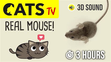 CATS TV - Catching REAL Mouse 🐭 HD - 3 HOURS (Game for cats to watch ...