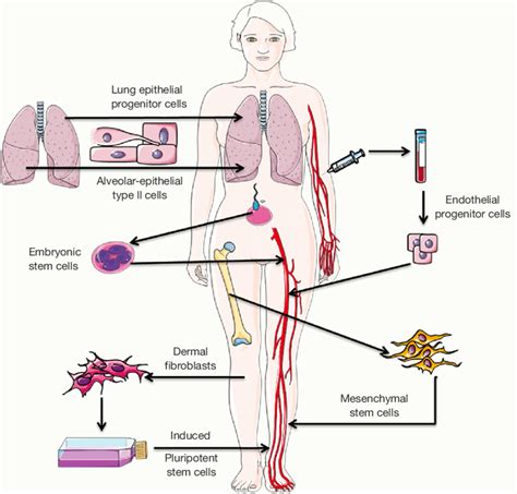 Potential sources of progenitor cells. | Download Scientific Diagram