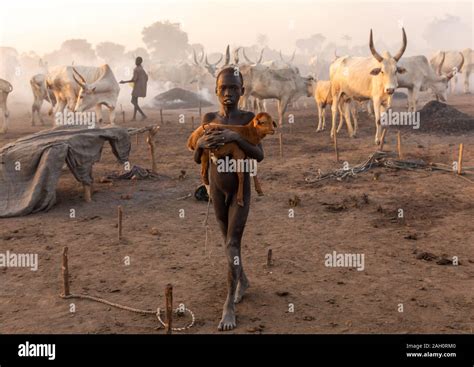 Mundari tribe boy carrying a baby sheep in a camp, Central Equatoria ...