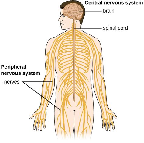 Anatomy of the Nervous System · Microbiology