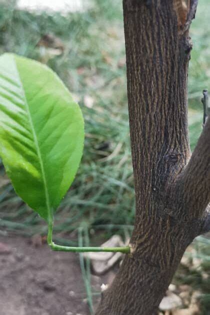 When and How to Prune Citrus Trees - The Bloom Pot