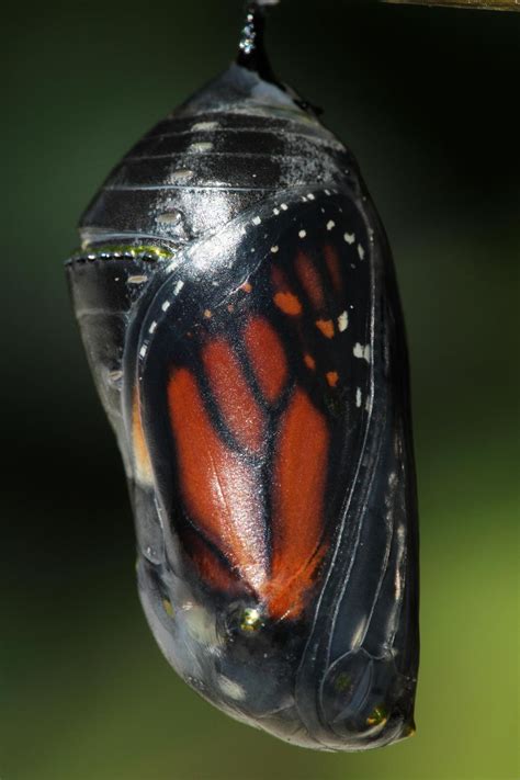 All of Nature: Monarch Butterfly Emerging From Chrysalis