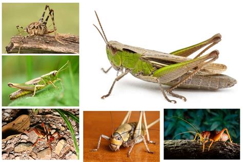 7 Different Types of Crickets (2022)