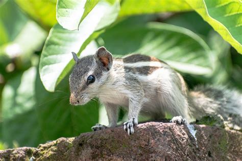 Indian Squirrel Wildlife - Free photo on Pixabay - Pixabay