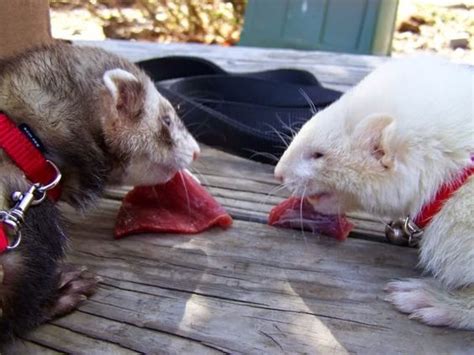 How to Feed Ferrets a Raw Meat Diet - Tips and Advice on Natural Raw Feeding |Pet Ferret Care ...