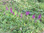 Early Purple Orchids – A Dartmoor blog