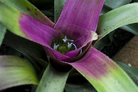 brain soup lust: Bromeliad Neoregelia 'Purple Rain'