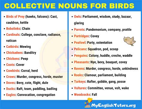 List of Important Collective Nouns for Birds in English – My English Tutors