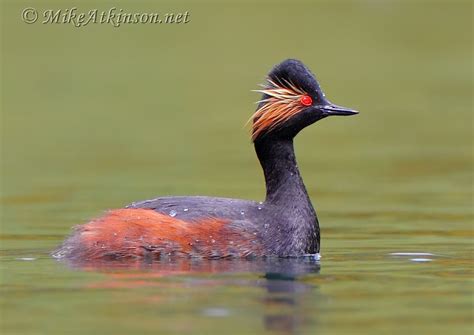 Mike Atkinson Bird Photography