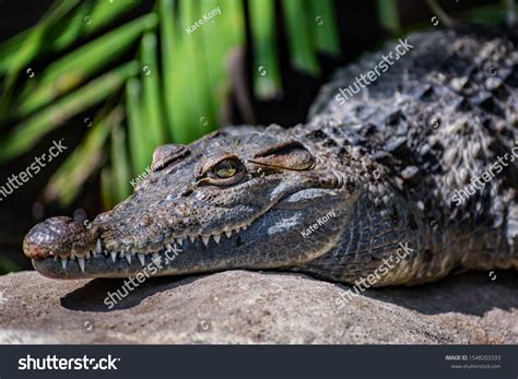 Philippine Crocodile Lying On Rock Stock Photo 1548203333 | Shutterstock