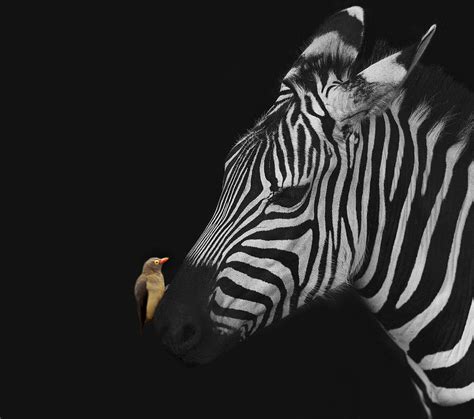 Zebra And Red-billed Oxpecker Photograph by Art Spectrum