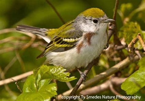 Chestnut-sided Warbler - female