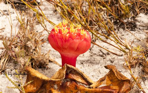 Amaryllidaceae – Nature on the Edge