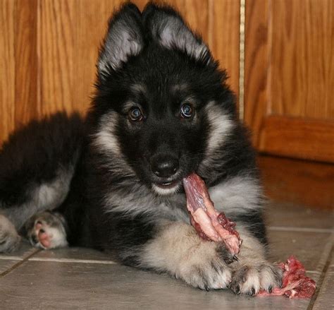 Shiloh Shepherd Puppy 10 Weeks | Shiloh shepherd, Shiloh shepherd dog, Shepherd puppies