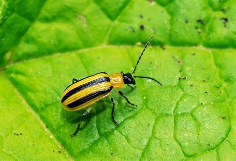 Striped Cucumber Beetle – Identification, Life Cycle, Facts & Pictures