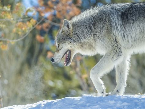 Montana Wolves Grey Wolf Wolfpack Fuji GFX100 Fine Art Wildlife Photography West Yellowstone ...