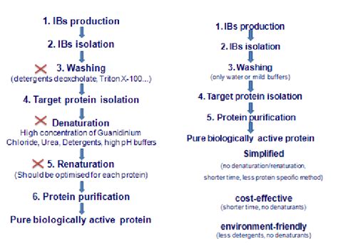 Bacterial Lysis Buffer Recipe Protein Extraction | Dandk Organizer