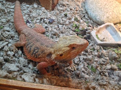 Spot looking at me Pet Lizards, Pets, Animals, Animales, Animaux ...