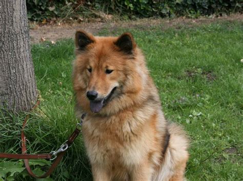 Eurasier dog on the grass photo and wallpaper. Beautiful Eurasier dog on the grass pictures