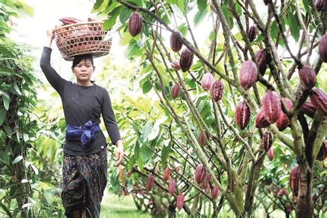 Membuat Nutrisi untuk Tanaman Kakao - Trubus