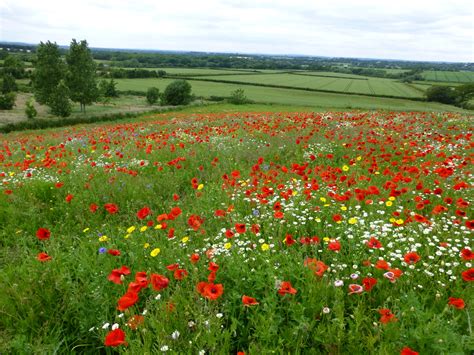 Blog - Page 3 of 6 - Wild Flower Lawns and Meadows - Page 3