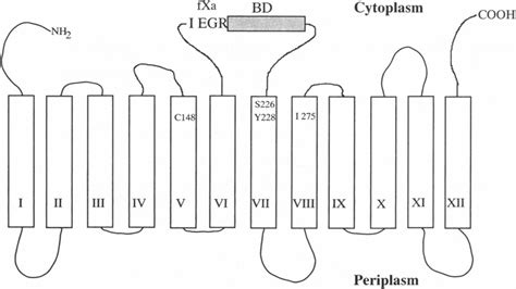 Secondary-structure model of lac permease. The permease is composed of... | Download Scientific ...