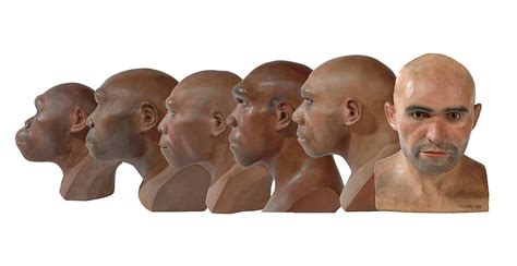 Hominid Reconstruction Sequence Photograph by Natural History Museum ...