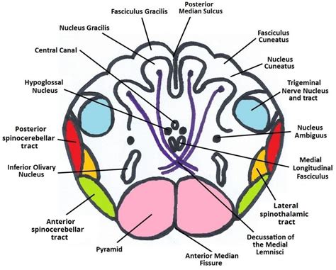 The Medulla Oblongata - Internal Structure - Vasculature - TeachMeAnatomy