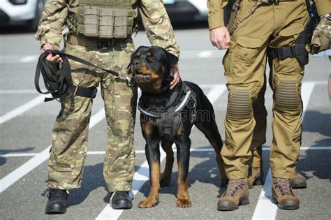 Police Dog Rottweiler Laying Down Near Feet of Policemen Stock Image ...