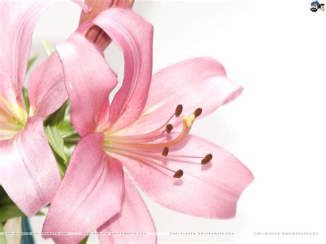 🔥 [40+] Lilies Wallpapers | WallpaperSafari