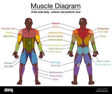 Diagram Of The Muscle