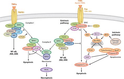 Figure 1 from Regulated cell death: signaling and mechanisms ...