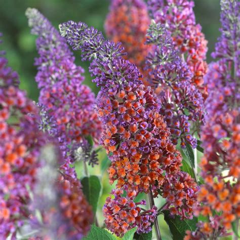 Buddleia Tricolour Butterfly Bush Mixed Colours