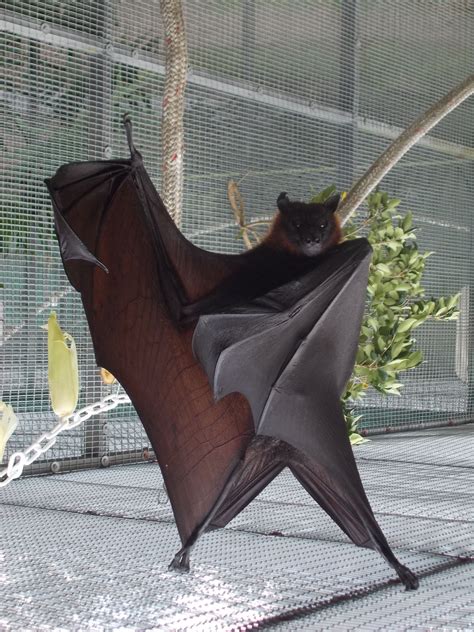 Flying Fox Bat | Fox bat, Cute bat, Fruit bat