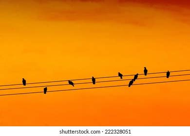 28,564 Bird On Power Lines Royalty-Free Images, Stock Photos & Pictures ...