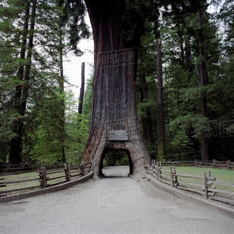 The Chandelier tree, a redwood tree cars can drive through, Leggett ...