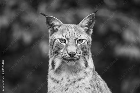 Portrait of wild lynx in natural habitat Stock Photo | Adobe Stock