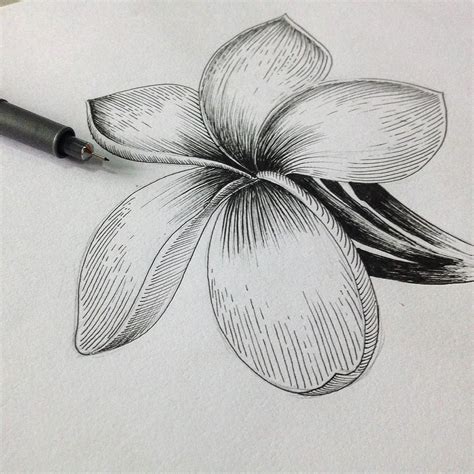 Flor De Sacuanjoche Dibujo