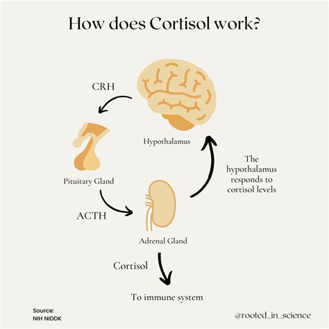 Cortisol: The Ultimate Guide to the “Stress” Hormone