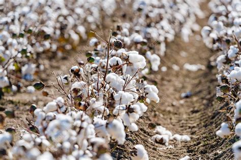 Cotton crop - Stock Image - C050/8111 - Science Photo Library