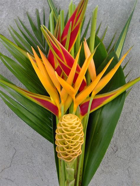 Tropical Plants And Flowers Pictures - Miami Tropical Plants - Tropical Plant Company in Miami ...